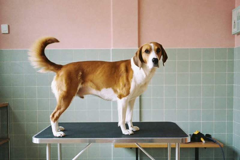 A dog standing on the grooming table in a tidy tiled grooming room