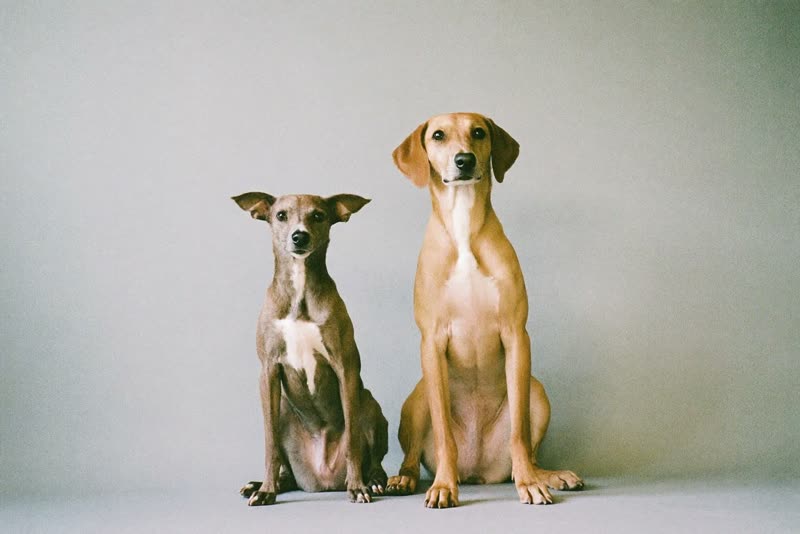 Two freshly groomed dogs of different sizes sitting side by side