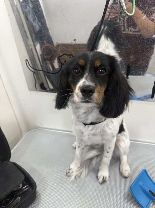 A tricolour cocker spaniel sitting on a non-slip grooming table in the salon's tiled bath area