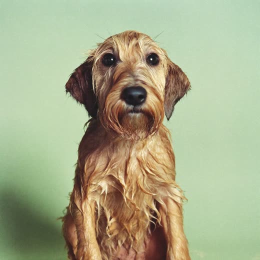 A freshly bathed dog, coat still damp from the bath