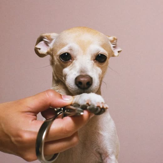 A dog's paw held gently for a nail trim