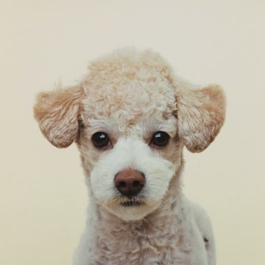 A small dog's neatly trimmed face and ears after a haircut